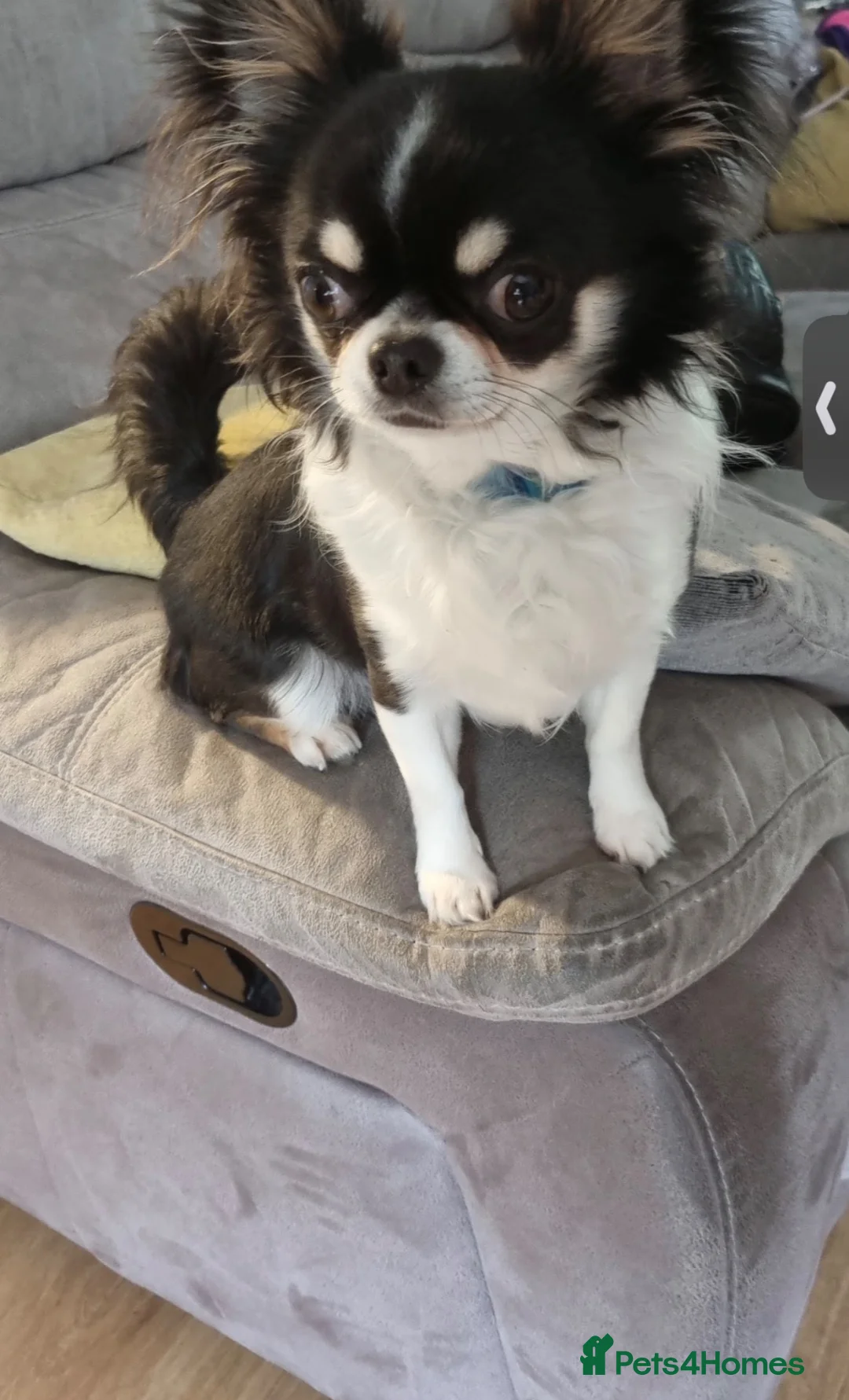 Chihuahua dogs for sale: He is called Rocky 😂 - Advert 2