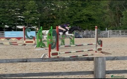 Irish Cob horses for sale: 13.1 fun loving all rounder  - Image 7