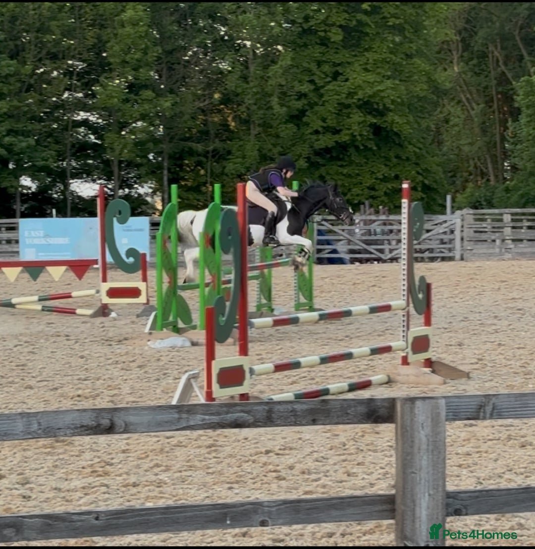 Irish Cob horses for sale: 13.1 fun loving all rounder  - Image 7