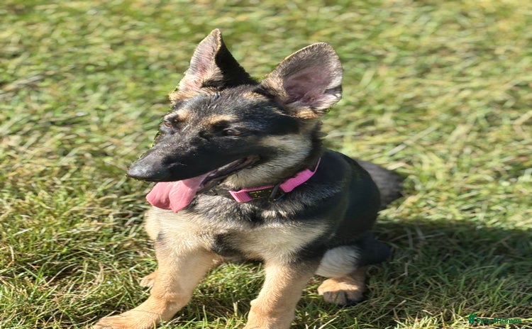 German Shepherd dogs - Advert 2