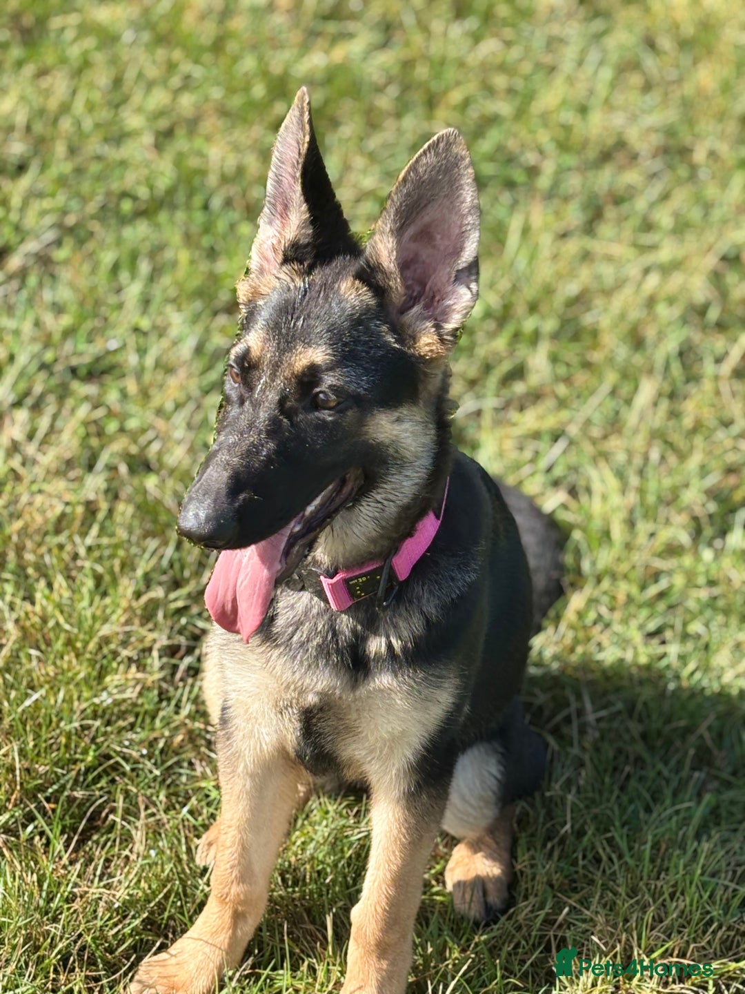 German Shepherd dogs for sale: Nearly 6 month old german shephered female - Image 1