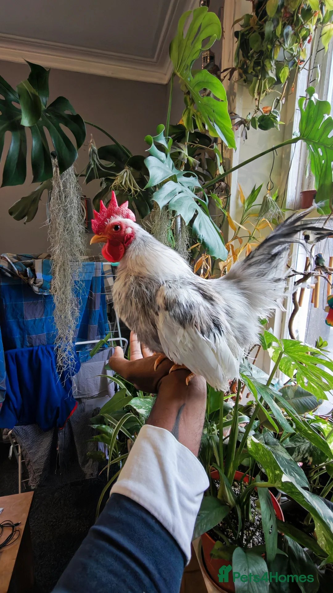 Chickens poultry for sale: Silkie Serama Chicken  - Advert 1