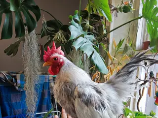 Chickens poultry Silkie Serama Chicken - Advert 2