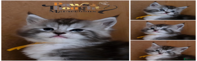 Maine Coon Kitten 1 yellow collar 