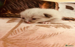 Ragdoll cats for sale: Ragdoll kittens  - Image 10
