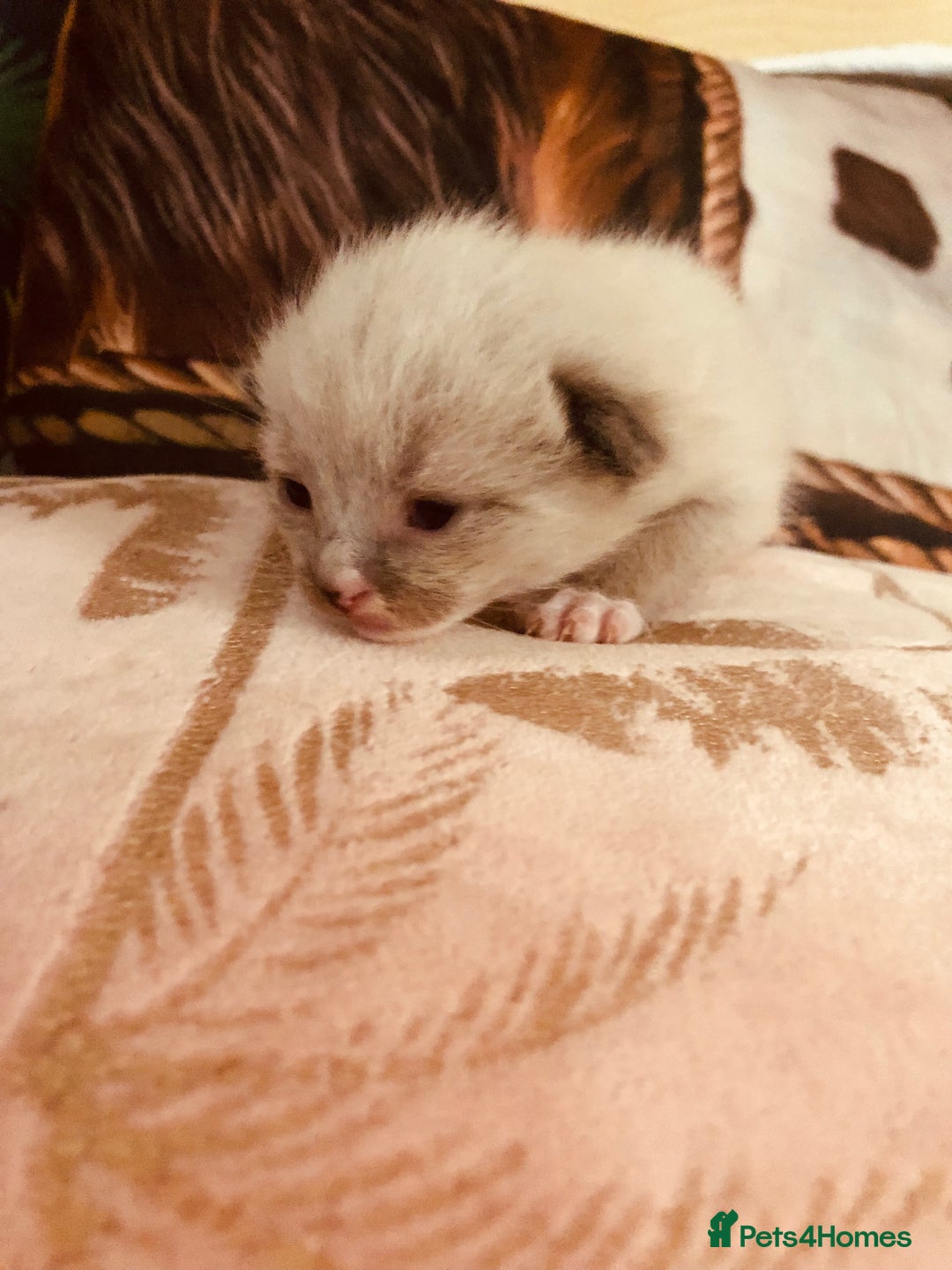 Ragdoll cats for sale: Ragdoll kittens  - Image 10