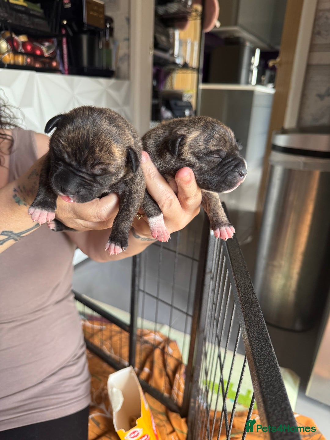 Staffordshire Bull Terrier dogs for sale: Staffordshire bull terrier puppies  - Image 7