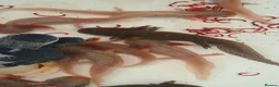 Axolotl reptiles for sale: Baby axolotls - Advert 3