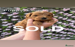 Cavapoo dogs for sale: REDUCED! 1 gorgeous little boy left and ready! in Grays - Image 11
