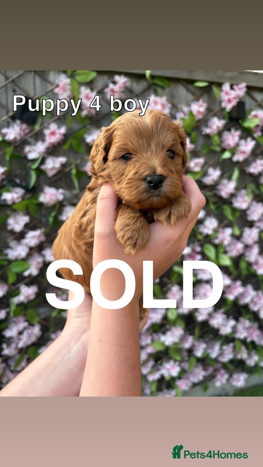 Cavapoo dogs for sale: REDUCED! 1 gorgeous little boy left and ready! in Grays - Image 11