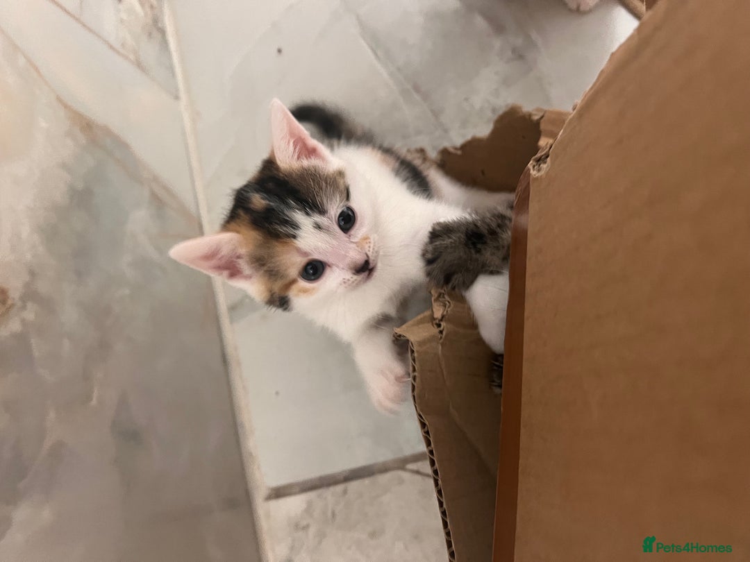 European cats for sale: Kittens available now taby ginger - Advert 7