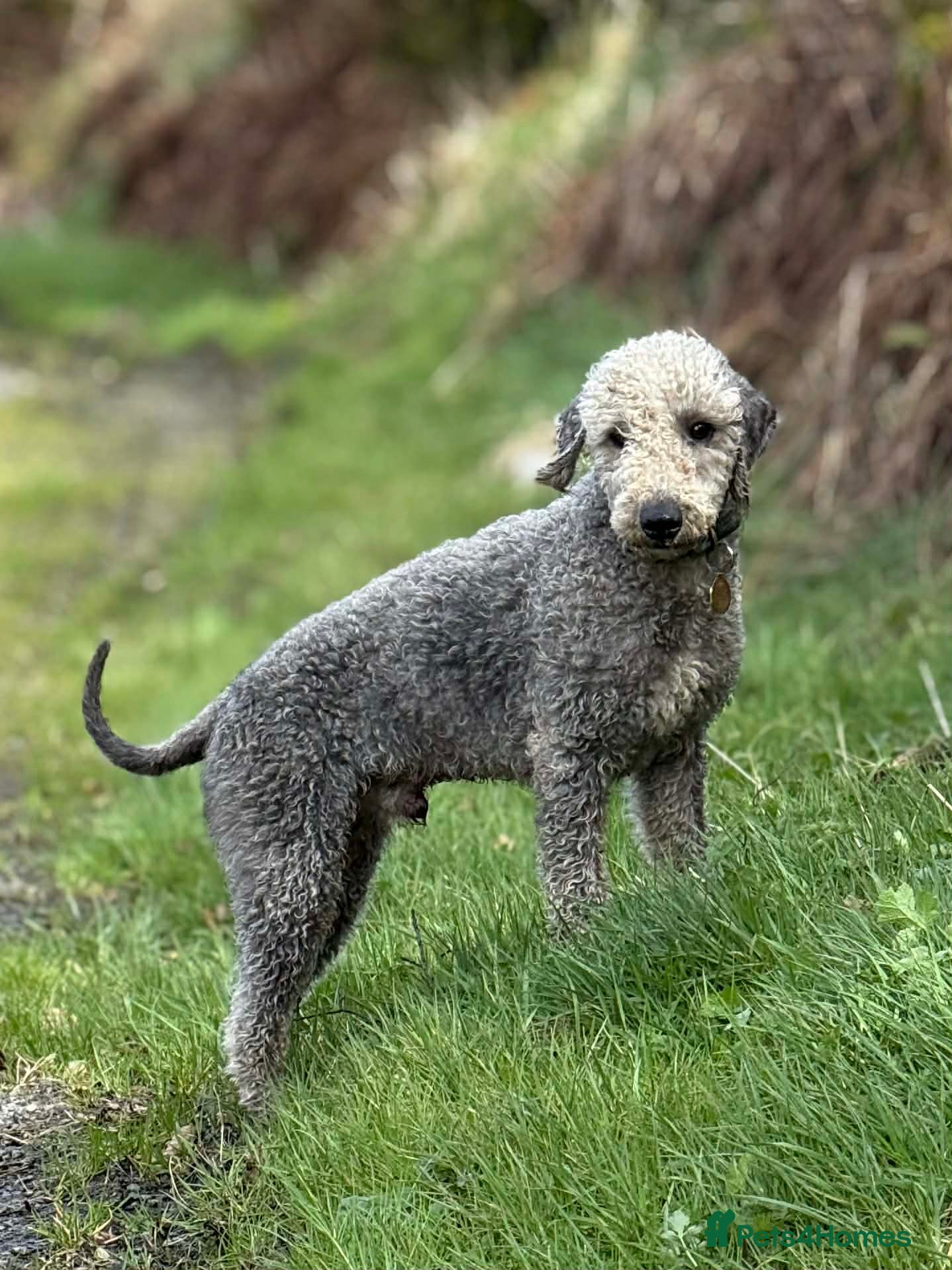 Mixed Breed dogs  Bedlington x Whippet - Advert 2