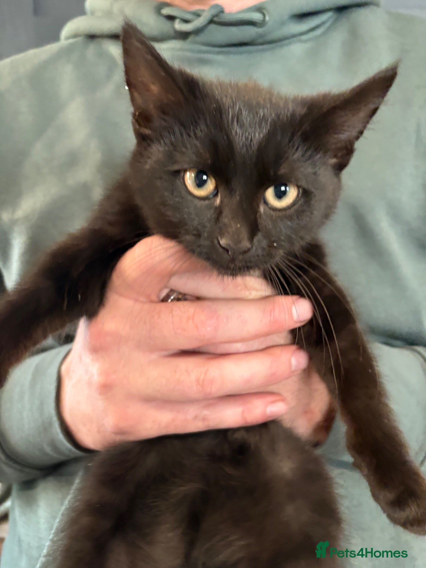 Mixed Breed cats Beautiful Black kitten  - Advert 8