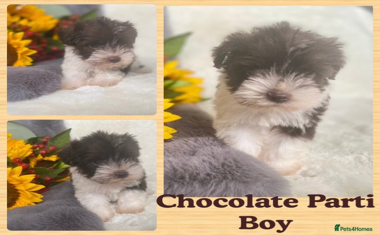 Miniature Schnauzer dogs - Advert 6