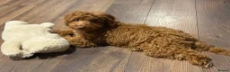Cockapoo dogs for sale: Cockapoo puppy - Advert 5