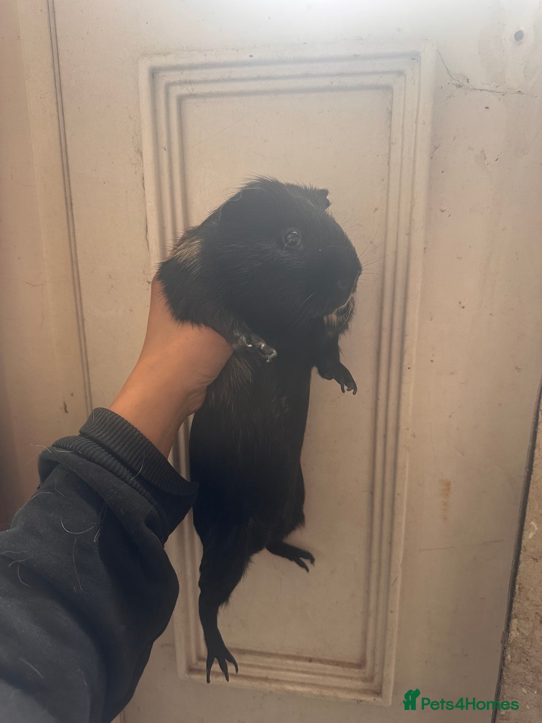 Guinea Pig rodents for sale: Piggys  - Image 1