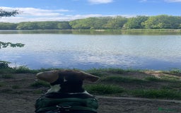Beagle dogs for stud: Beagle **Stud only** - Image 9
