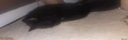 Mixed Breed cats for sale: Kittens for sale  in Sandy - Advert 5