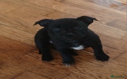 Staffordshire Bull Terrier dogs for sale:  KC Staffordshire Bull terriers - Image 27