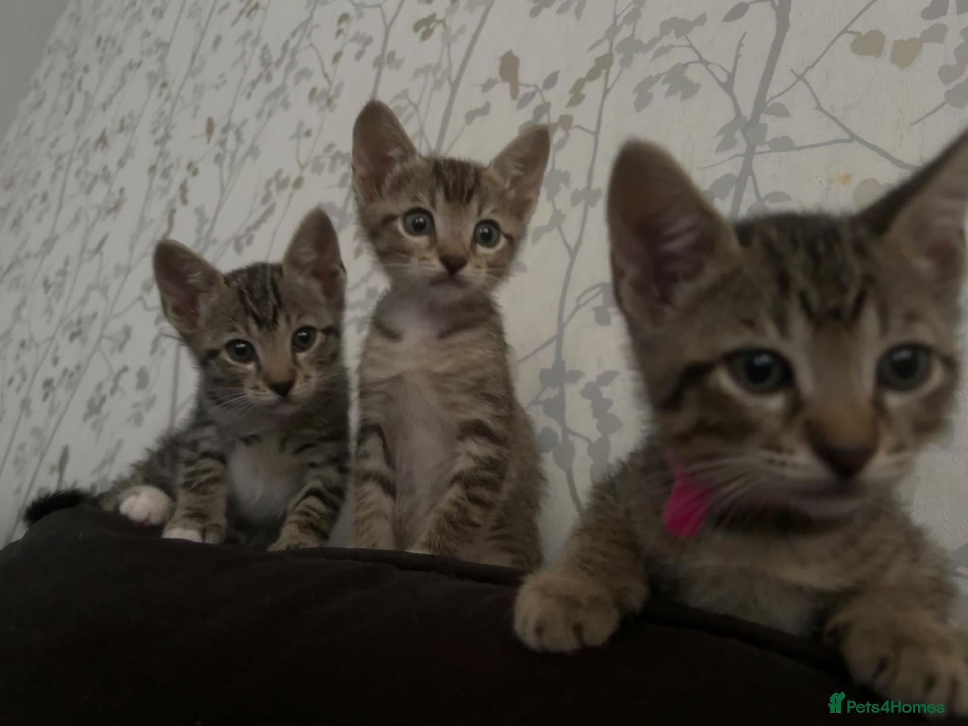 Mixed Breed cats for sale: Gorgeous half siamese kittens - Advert 3