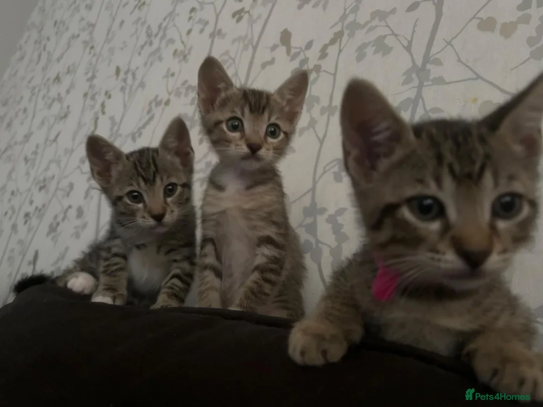 Mixed Breed cats for sale: Gorgeous half siamese kittens - Advert 1