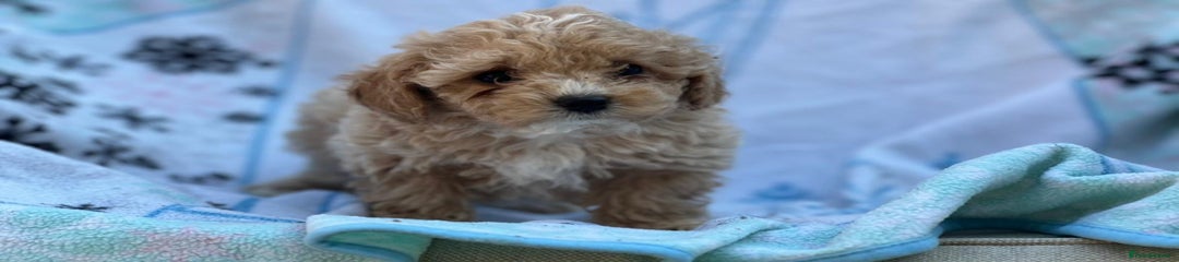 Poochon Puppy 3