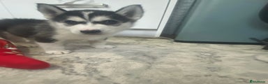 Siberian Husky Puppy 3