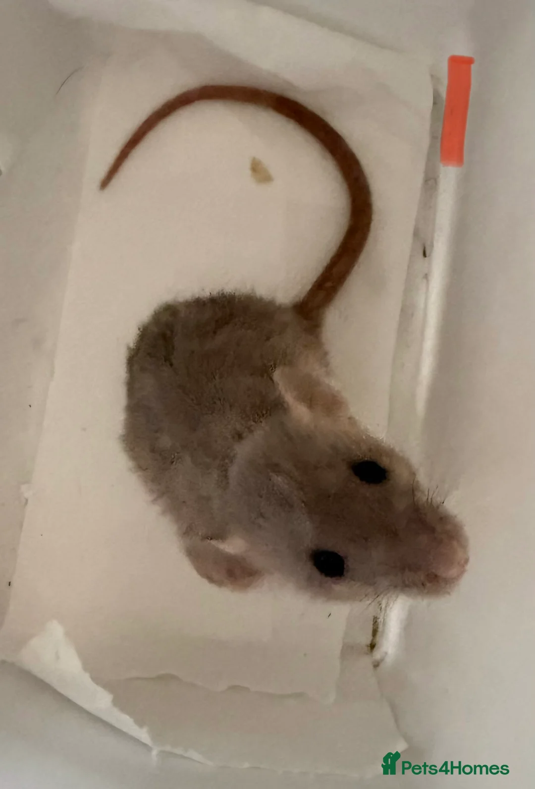 Rat rodents for sale: BABY RAT GIRLS   . Beautiful tame babies  - Advert 5