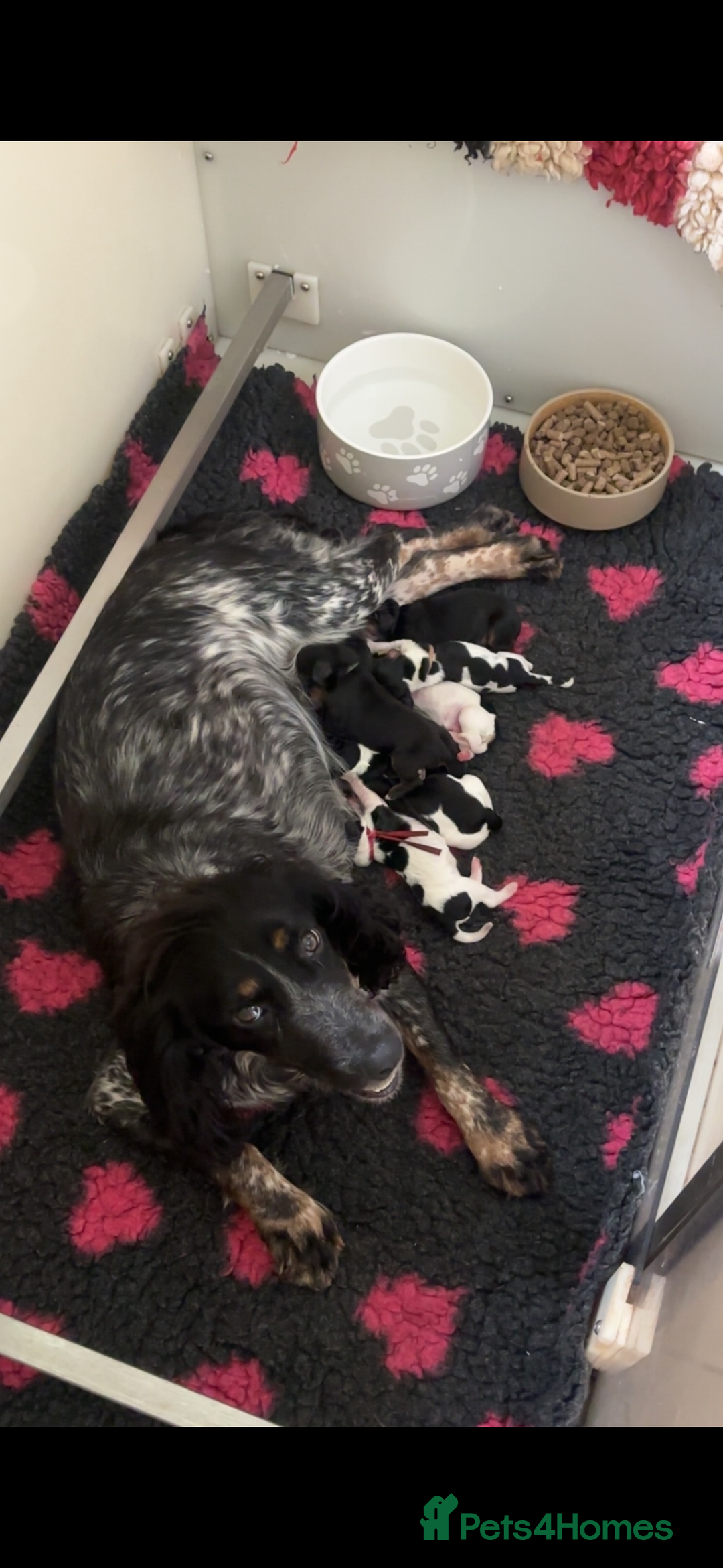 Cocker Spaniel dogs for sale: KC/gamekeeper bred/5 star licensed. - Image 6