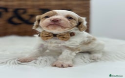 Cavapoo dogs for sale: Mini F1 Cavapoos Exstensively Health Testec  - Image 13