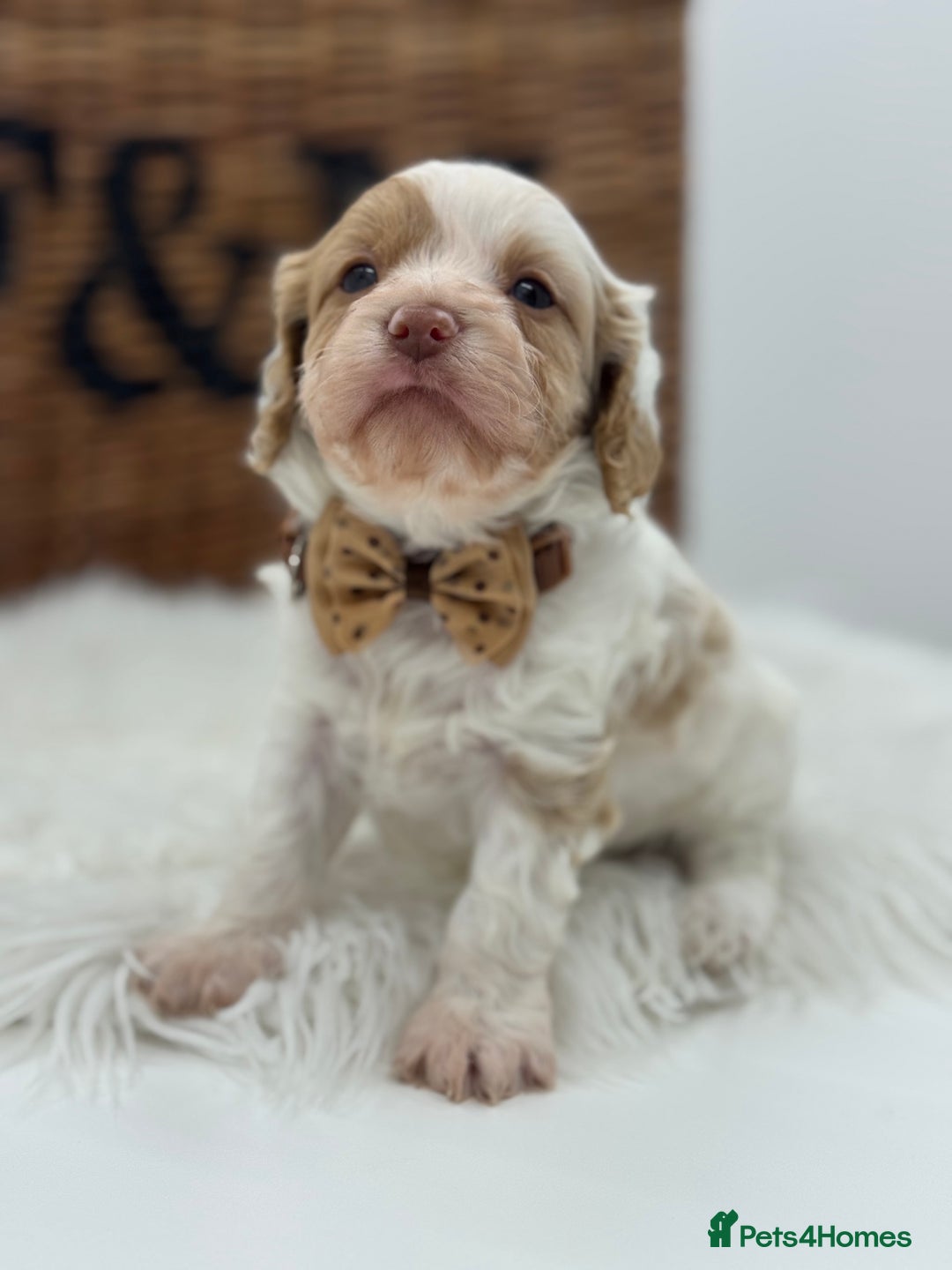 Cavapoo dogs for sale: Mini F1 Cavapoos Exstensively Health Testec  - Image 13