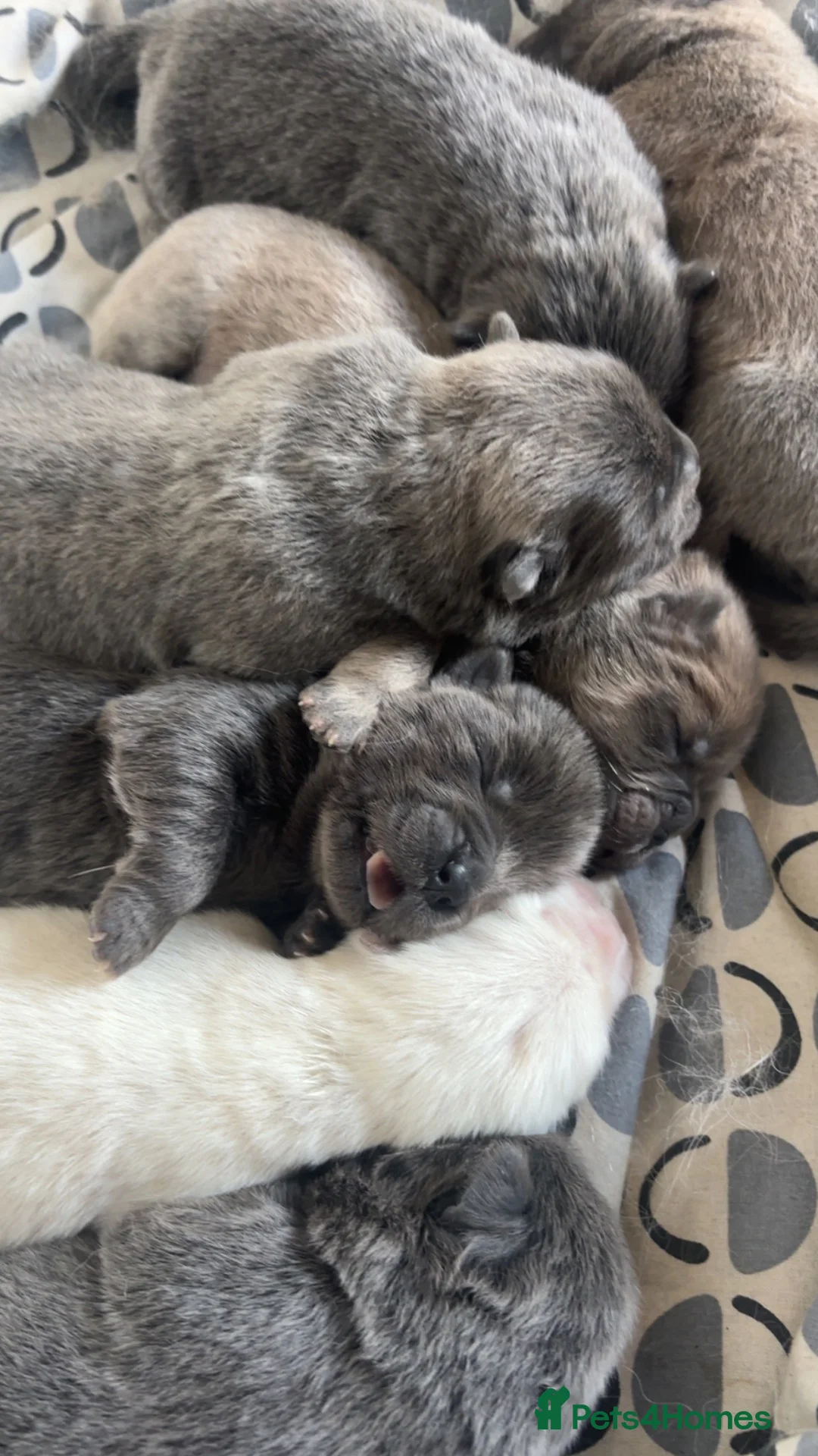 Chow Chow dogs for sale: 7 chow chow puppies - Advert 2