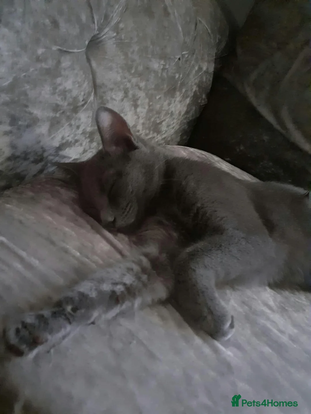 Russian Blue cats for sale: Russian Blue kitten  - Advert 5