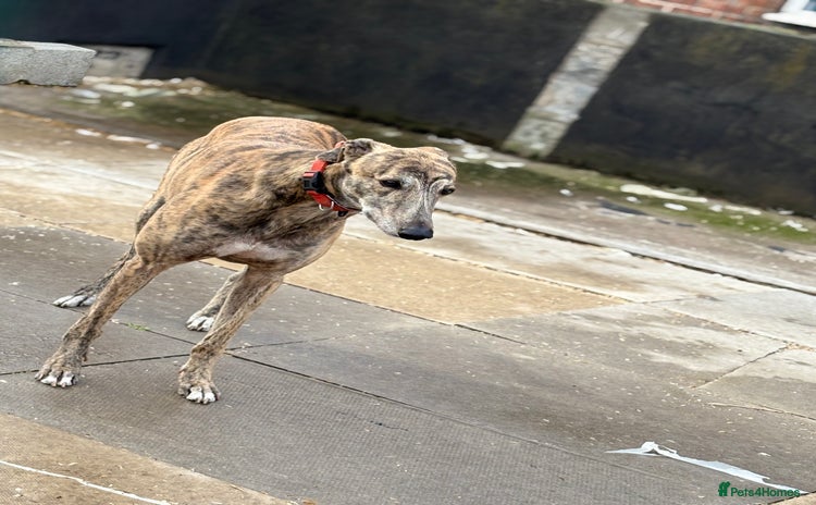 Greyhound dogs - Advert 1