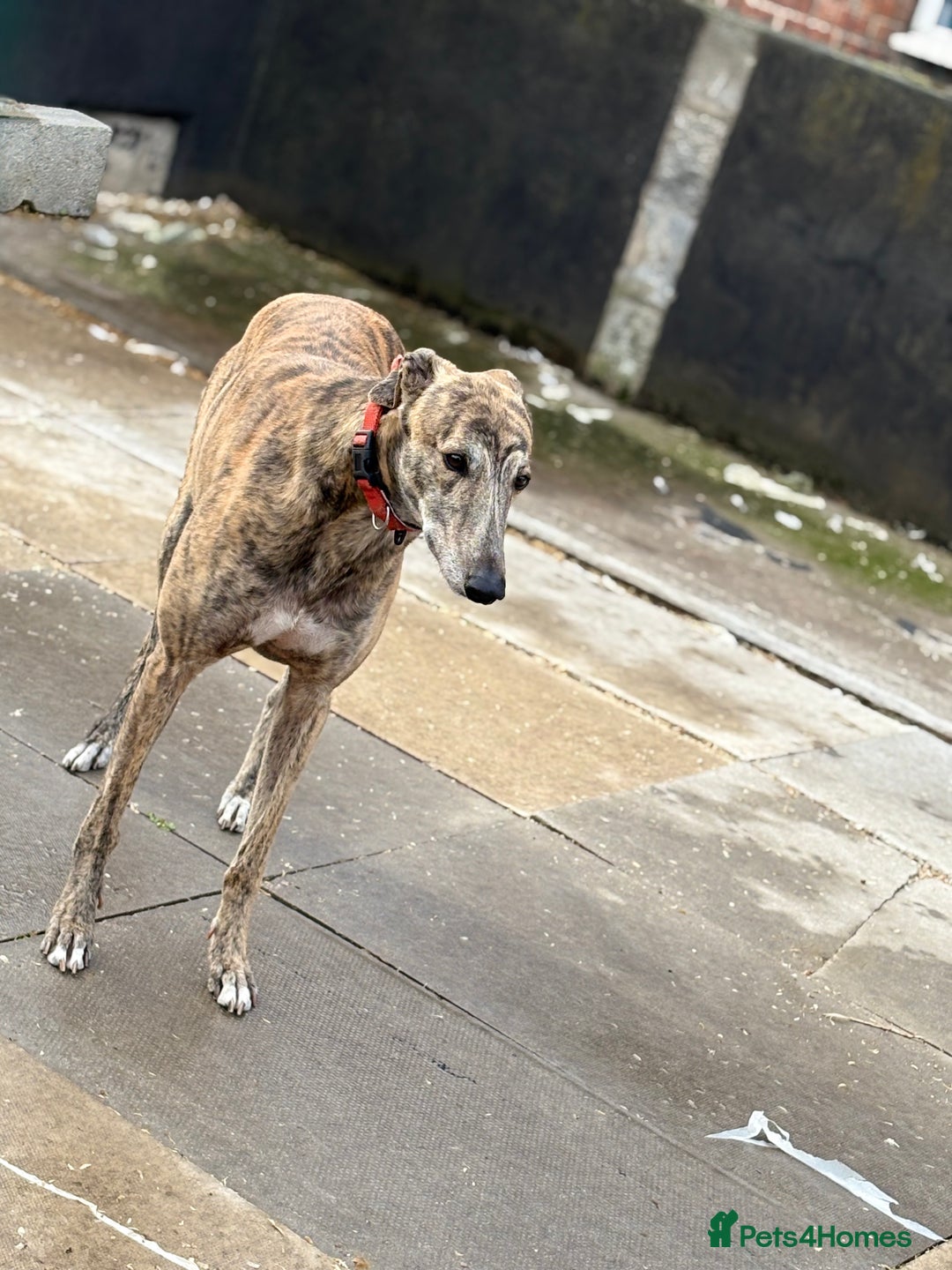 Greyhound dogs for sale: Retired Greyhounds  - Image 1