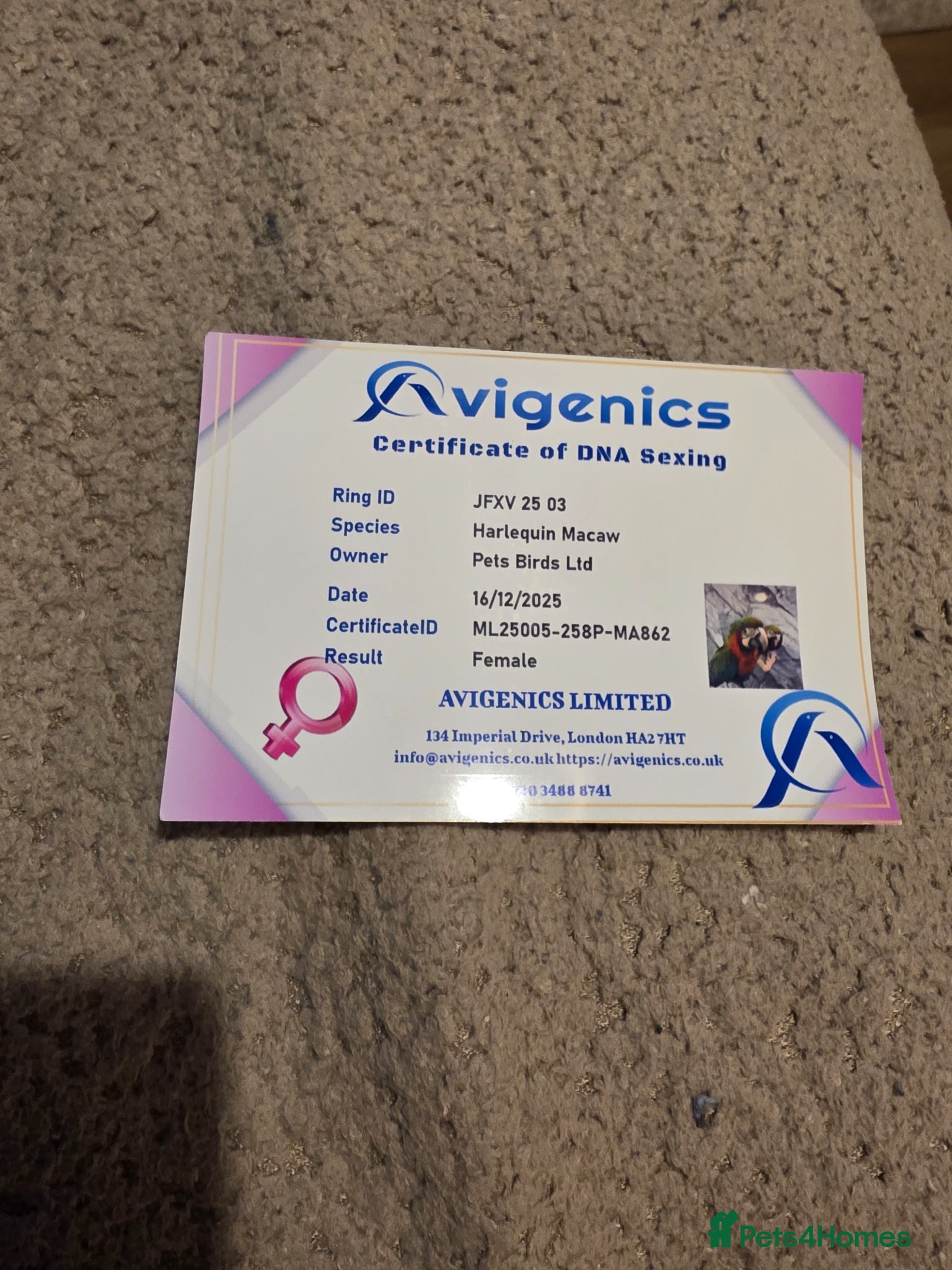 Macaws birds HARLEQUIN MACAW - Advert 2