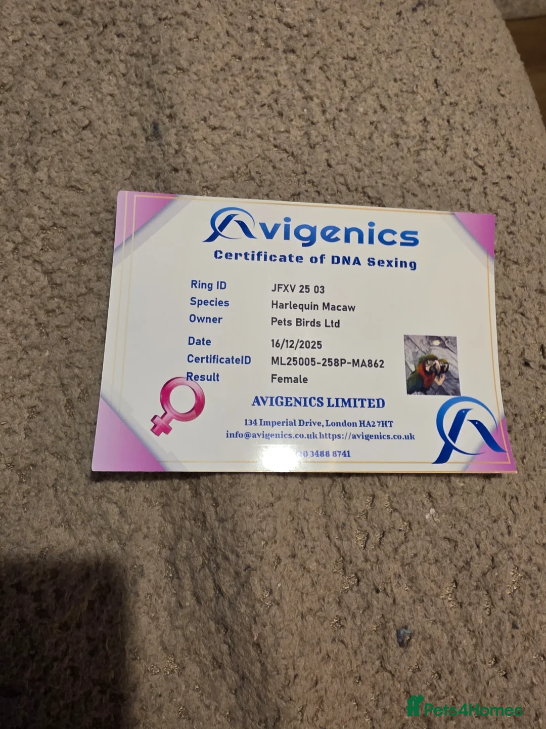 Macaws birds for sale: HARLEQUIN MACAW in Bolton - Advert 2