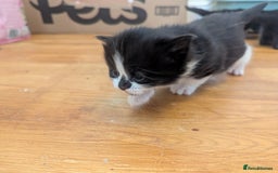 Mixed Breed cats for sale: 3 Beautiful Black and White Tuxedo Kittens  - Image 19