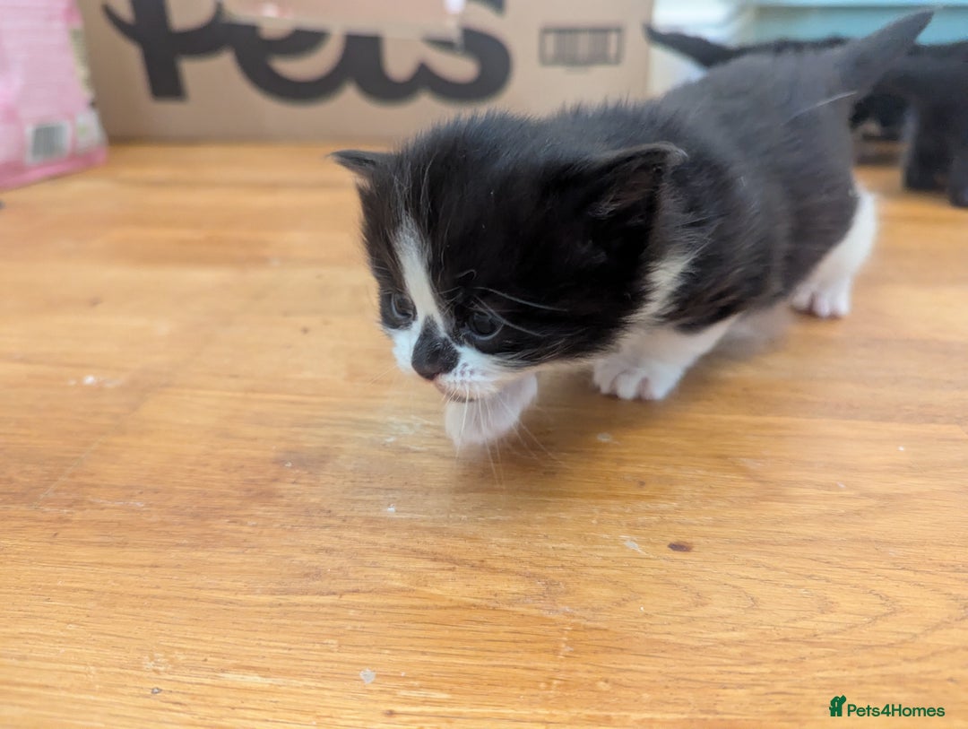 Mixed Breed cats for sale: 3 Beautiful Black and White Tuxedo Kittens  - Image 19