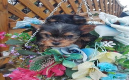 Yorkshire Terrier dogs for sale: Yorkshire puppies, 9 week cold  **  size. Two li - Advert 7