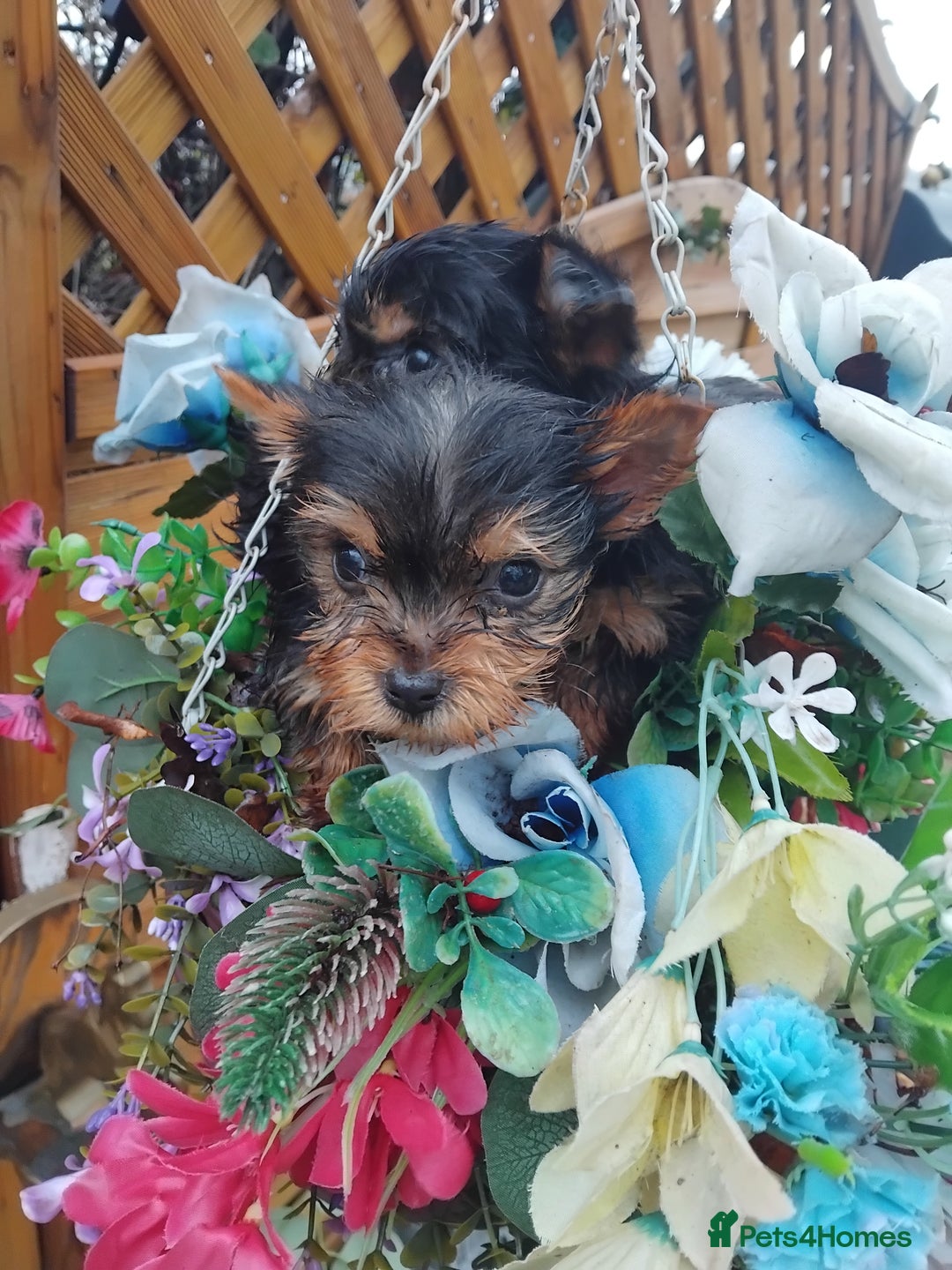 Yorkshire Terrier dogs for sale: Yorkshire puppies, 9 week cold  **  size. Two li - Advert 7