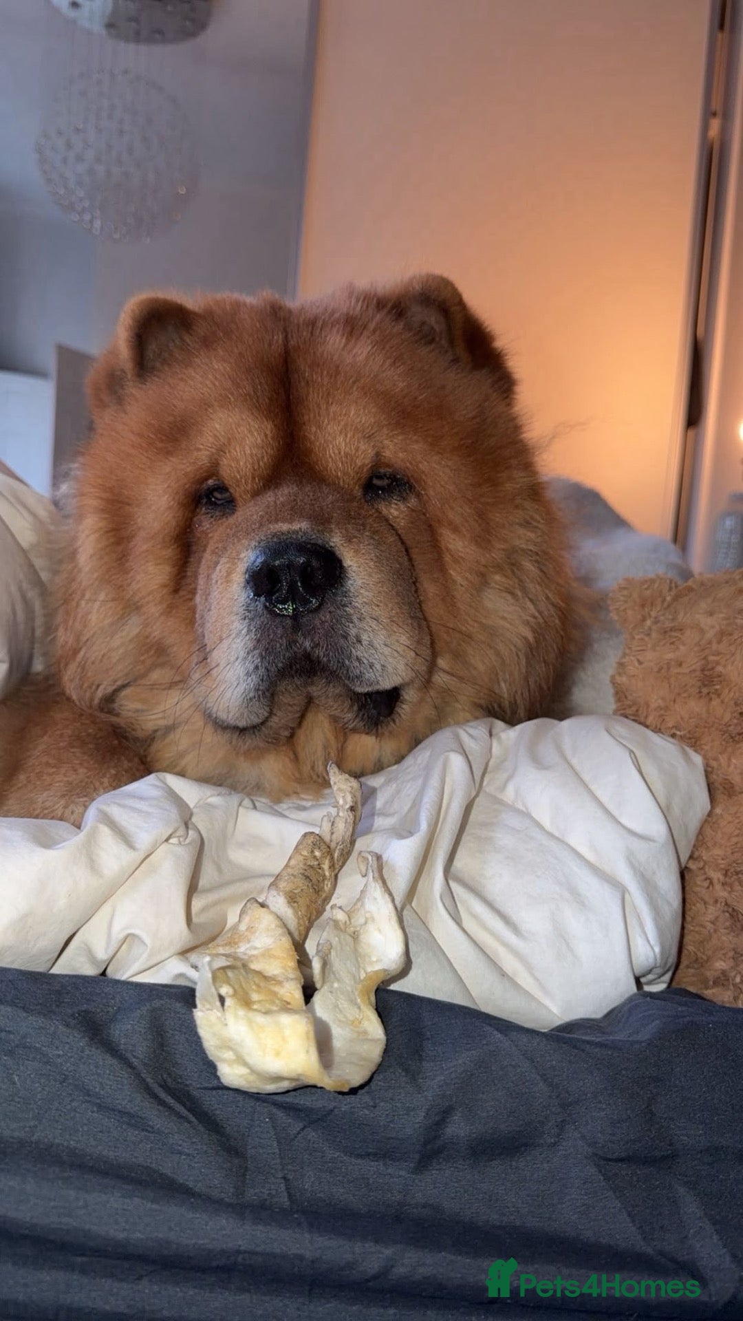 Chow Chow dogs KC registered Ralph chow chow  - Advert 2