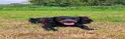 Cocker Spaniel dogs for stud: KC REGISTERED WORKING COCKER SPANIEL FOR STUD in Whitchurch - Advert 2