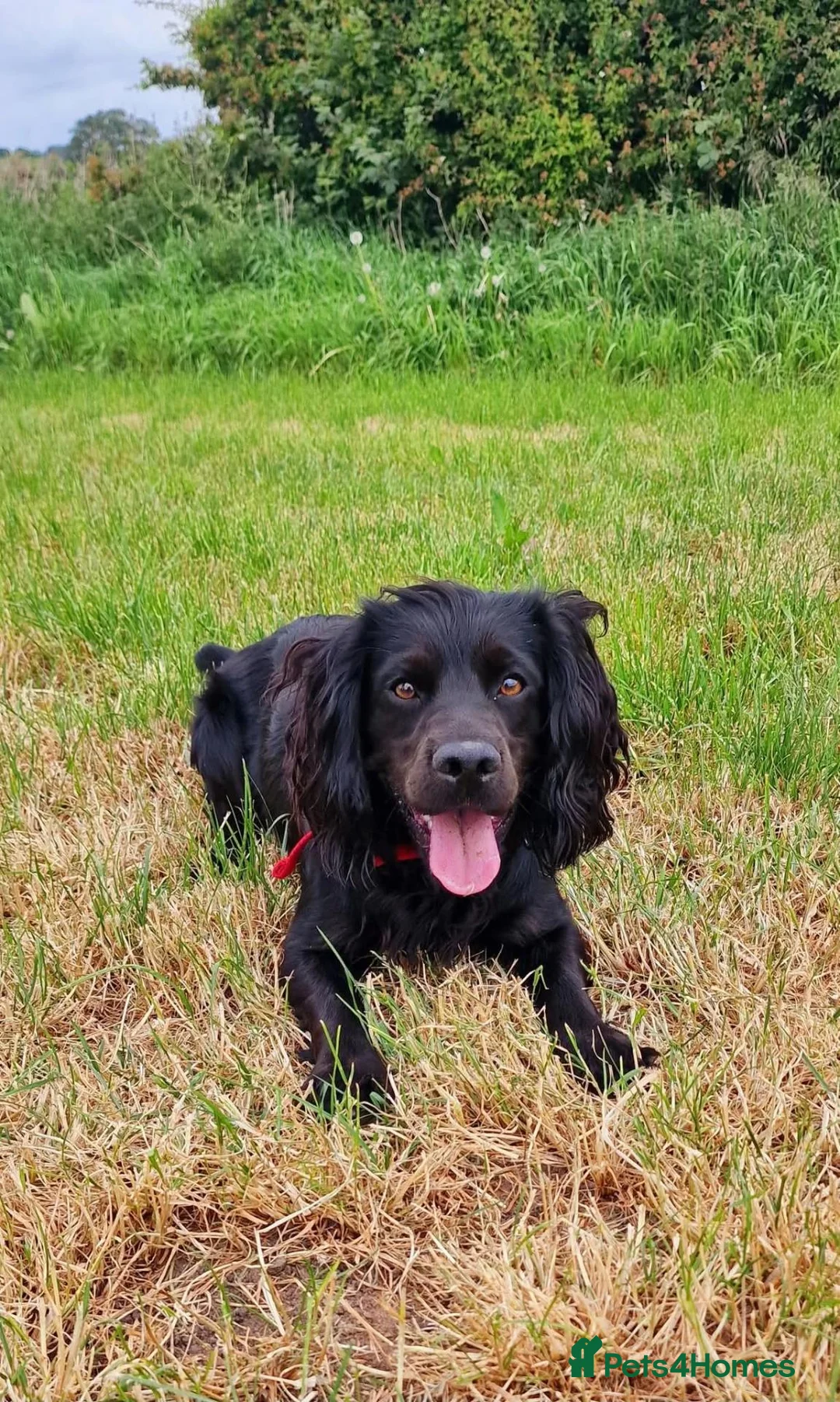 Cocker Spaniel dogs for stud: KC REGISTERED WORKING COCKER SPANIEL FOR STUD in Whitchurch - Advert 2