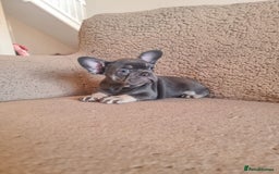 French Bulldog dogs for sale: Adorable pink and fluffy french bulldogs puppies  - Image 25