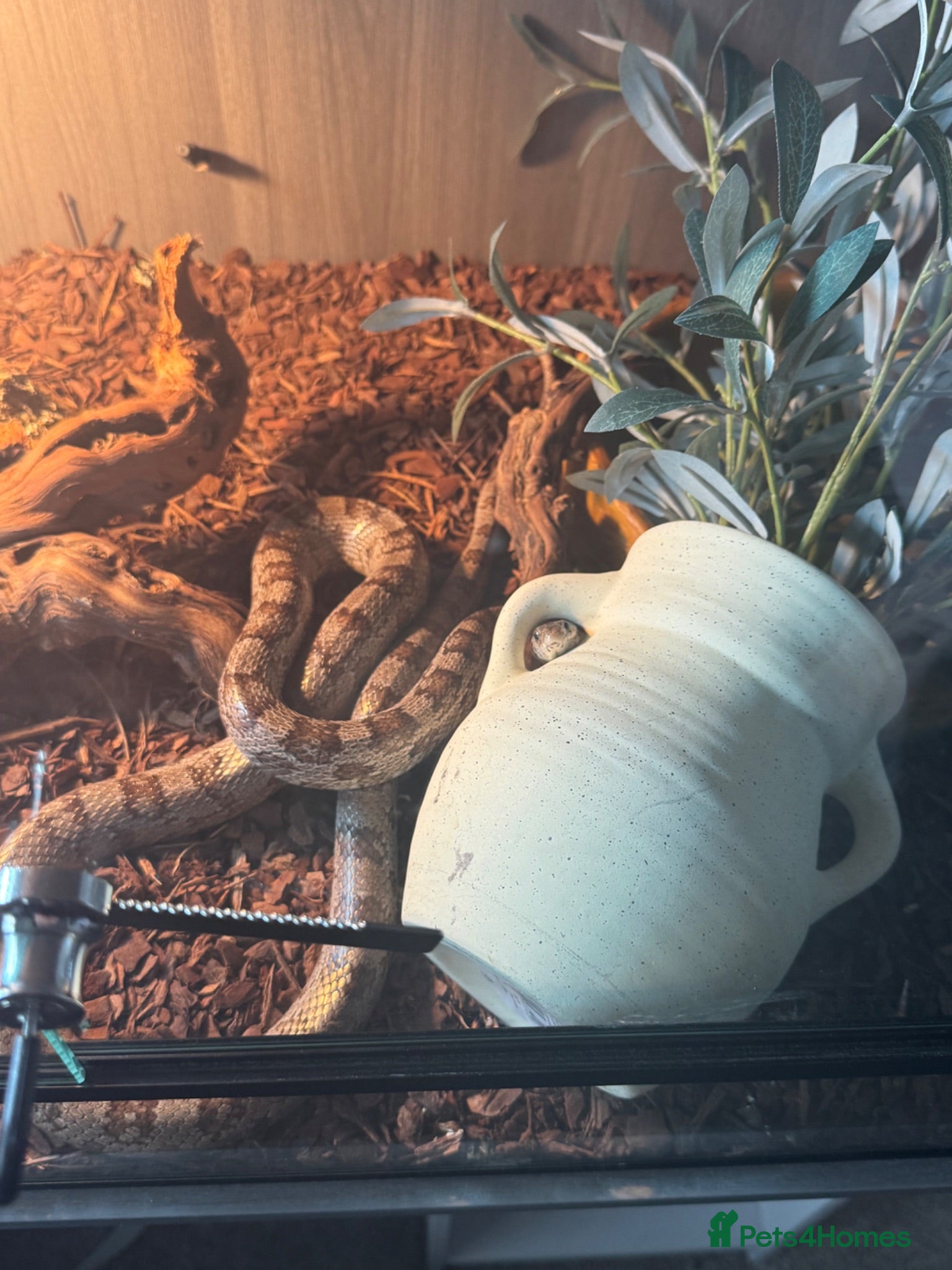 Corn Snake reptiles Corn snake  - Advert 1