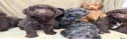 Cockapoo dogs for sale: Beautiful Cockapoo Puppies  - Advert 4
