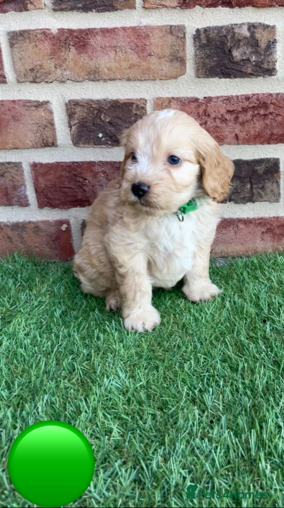 Cockapoo dogs for sale: Ready now. Cockapoos - Image 7