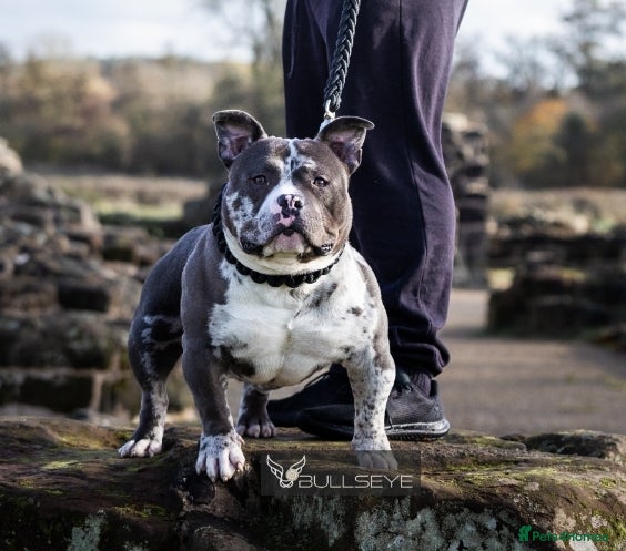 American Bully dogs ABKC POCKET BULLY STUD - Advert 2