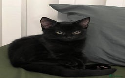 Mixed Breed cats for sale: Adorable black kitten looking for a loving home - Image 1